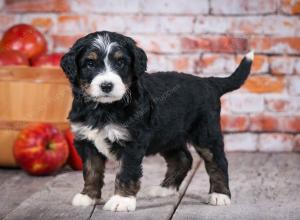 tri-colored standard bernedoodle near Chicago Illinois