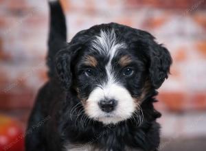 tri-colored standard bernedoodle near Chicago Illinois