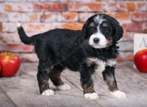 tri-colored standard bernedoodle near Chicago Illinois