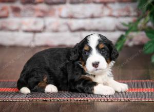 tri-colored standard bernedoodle near Chicago Illinois