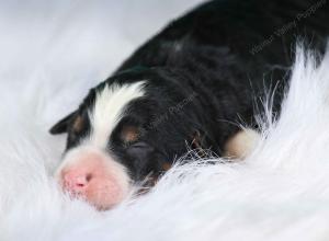 tri-colored standard bernedoodle near Chicago Illinois