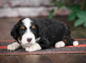 tri-colored standard bernedoodle near Chicago Illinois