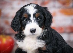 tri-colored standard bernedoodle near Chicago Illinois