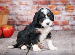 tri-colored standard bernedoodle near Chicago Illinois