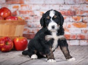 tri-colored standard bernedoodle near Chicago Illinois