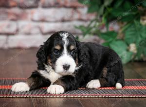 tri-colored standard bernedoodle near Chicago Illinois