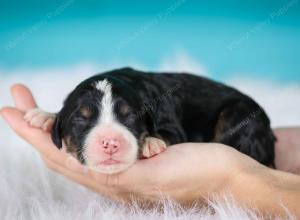 tri-colored standard bernedoodle near Chicago Illinois