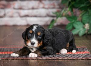 tri-colored standard bernedoodle near Chicago Illinois