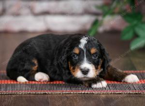 tri-colored standard bernedoodle near Chicago Illinois