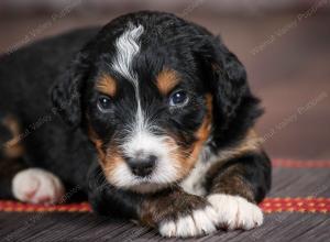 tri-colored standard bernedoodle near Chicago Illinois