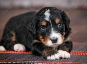 tri-colored standard bernedoodle near Chicago Illinois