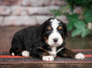 tri-colored standard bernedoodle near Chicago Illinois