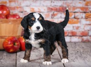 tri-colored standard bernedoodle near Chicago Illinois