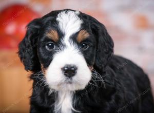 tri-colored standard bernedoodle near Chicago Illinois