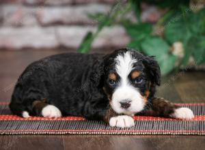 tri-colored standard bernedoodle near Chicago Illinois