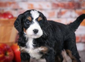 tri-colored standard bernedoodle near Chicago Illinois