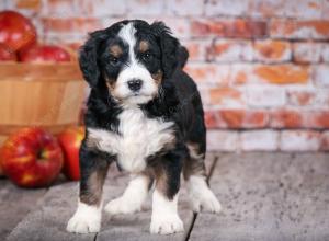 tri-colored standard bernedoodle near Chicago Illinois