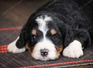 tri-colored standard bernedoodle near Chicago Illinois