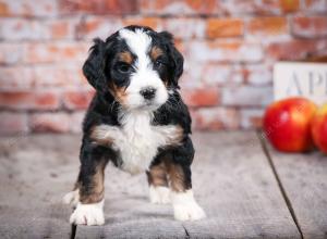 tri-colored standard bernedoodle near Chicago Illinois