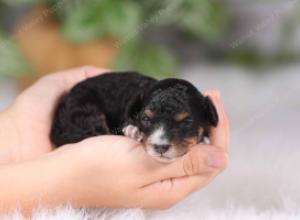 tri-colored mini bernedoodle near Chicago 