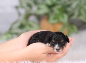 tri-colored mini bernedoodle near Chicago 