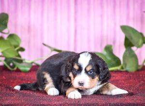 tri-colored mini bernedoodle near Chicago Illinois