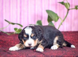 tri-colored mini bernedoodle near Chicago Illinois