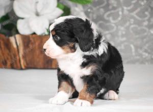 tri-colored mini bernedoodle near Chicago Illinois