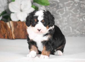 tri-colored mini bernedoodle near Chicago Illinois