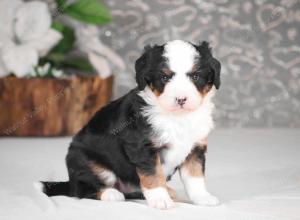 tri-colored mini bernedoodle near Chicago Illinois