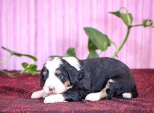 tri-colored mini bernedoodle near Chicago Illinois