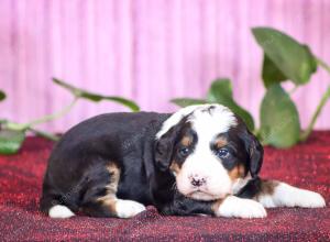 tri-colored mini bernedoodle near Chicago Illinois