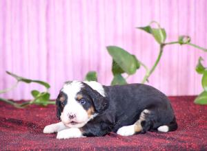 tri-colored mini bernedoodle near Chicago Illinois