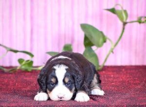 tri-colored mini bernedoodle near Chicago Illinois