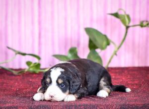 tri-colored mini bernedoodle near Chicago Illinois