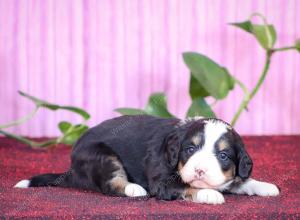 tri-colored mini bernedoodle near Chicago Illinois