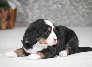 tri-colored mini bernedoodle near Chicago Illinois