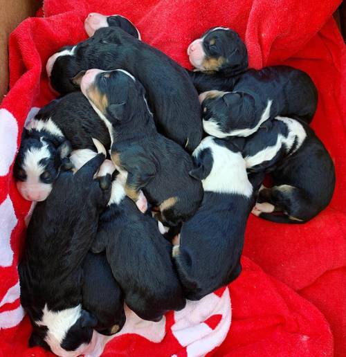 Little Candy's Litter