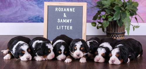 Roxanne's Litter 